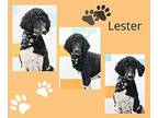 Lester Poodle (Standard) Adult Male