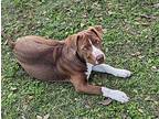 Macchiato American Staffordshire Terrier Young Male