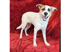 Ozzy *foster needed* Australian Shepherd Young Male