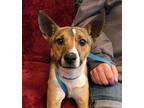 Jack Jack Russell Terrier Young Male