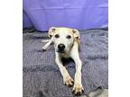 Ryder Labrador Retriever Puppy Male