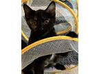Mocha Domestic Shorthair Kitten Female