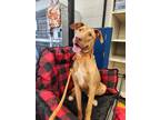 Opie-I AM IN FOSTER< ASK ABOUT ME Hound (Unknown Type) Young Male
