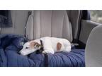 Dudley Jack Russell Terrier Senior Male