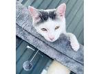 Casper Domestic Shorthair Kitten Male