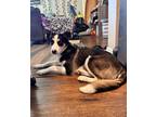 Adopt Millie pup: Anakin a Mixed Breed