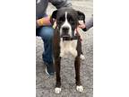 Adopt Bruce - ADOPTION PENDING!!! a Boxer