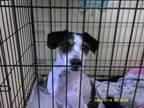 Adopt Curly a Poodle, Mixed Breed