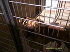 Adopt Cliff a Mixed Breed