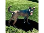 Adopt Whiskey a Black Labrador Retriever