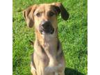 Adopt Otis a Hound, Shepherd
