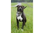 Adopt Hancho - Adoptable a Affenpinscher, Mixed Breed