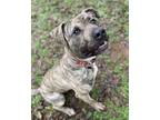 Adopt Bear (Harvey) a Cane Corso, Pit Bull Terrier