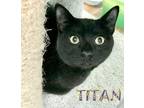 Adopt Titan a Domestic Short Hair