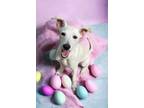 Adopt Astro a Labrador Retriever