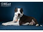 Adopt Arlo a Pit Bull Terrier, Mixed Breed