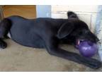 Adopt Mike a Labrador Retriever, Mixed Breed