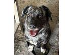 Bandit Australian Shepherd Puppy Male