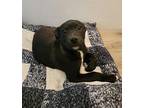 Michael Terrier (Unknown Type, Medium) Puppy Male