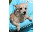 Jiggy 39391 Chihuahua Senior Female