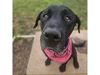 Celeste Labrador Retriever Adult Female