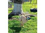Shay German Shepherd Dog Young Female