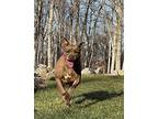 Cinnamon Boxer Adult Female
