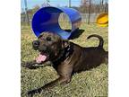 Nash Labrador Retriever Young Male