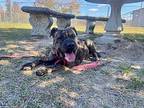 Lady Shar Pei Adult Female