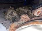 Jess English Bulldog Adult Female