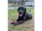 Vegeta Labrador Retriever Adult Male