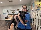 Elle Boyle Labrador Retriever Adult Female