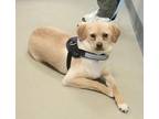 Coby- In a foster home Pomeranian Young Male