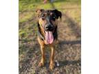Ursula German Shepherd Dog Young Female