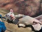Casper Boxer Adult Male