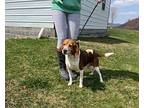 Robbie Beagle Young Male