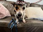Tiny Stevie Wonder Sees Love Chihuahua Adult Male