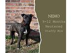 Nemo American Staffordshire Terrier Young Male