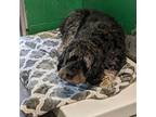 Bamboo Poodle (Standard) Adult Male