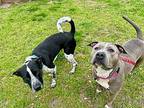 Adelaide Bryce American Staffordshire Terrier Adult Female