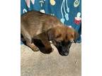 Odin German Shepherd Dog Puppy Male