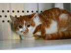 Aslan Domestic Shorthair Kitten Male