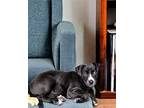 Nelson Labrador Retriever Puppy Male