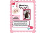 Hershey Domestic Shorthair Kitten Male