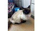 Smokey Siamese Senior Male