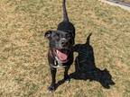 Paco American Pit Bull Terrier Young Male