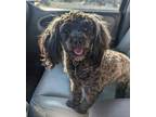 Shiloh Poodle (Miniature) Adult Female