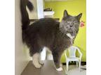 Dermot Domestic Mediumhair Kitten Male
