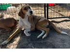 Violet Hound (Unknown Type) Adult Female