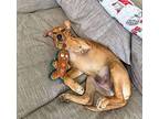 Peter Vizsla Puppy Male